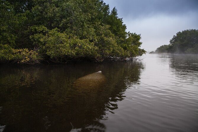 Manatees, Grasslands and Mangroves kayak Tour (Small Group Tour) - The Sum Up: Is It Worth Taking?