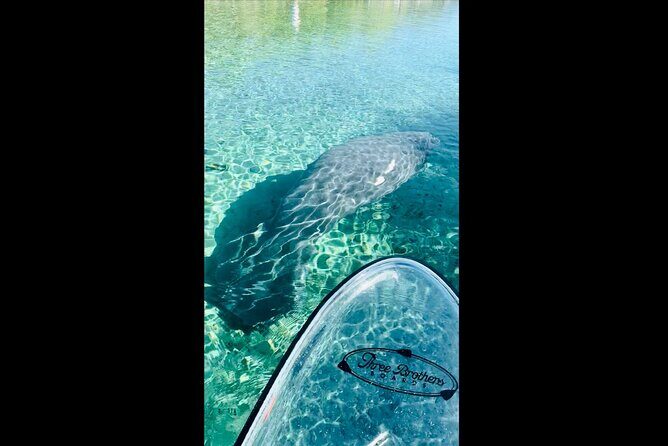 Manatees, Monkeys and Florida Natural Spring Adventure Tour - Key Points