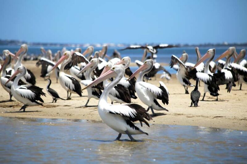Mandurah: Dolphin and Views Cruise - FAQs