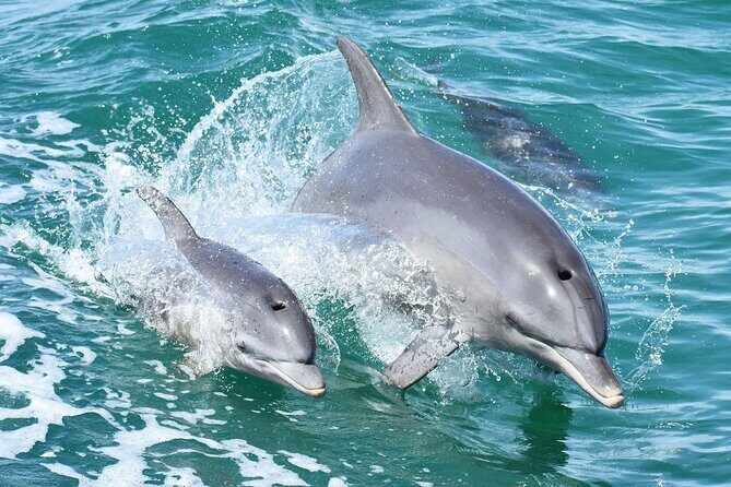 Mandurah Dolphin Cruise and Views - Key Points