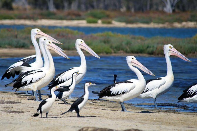 Mandurah Dolphin Cruise and Views - Authentic Experiences from Travelers