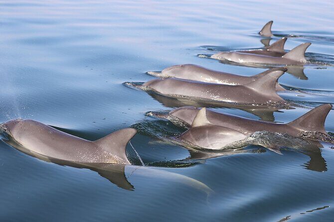 Mandurah Dolphin Cruise and Views - Practical Details and Value
