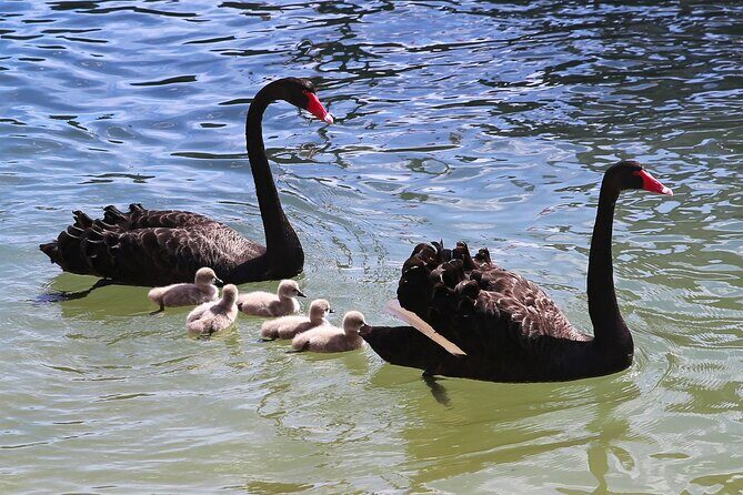 Mandurah Dolphin Cruise and Views - Summary