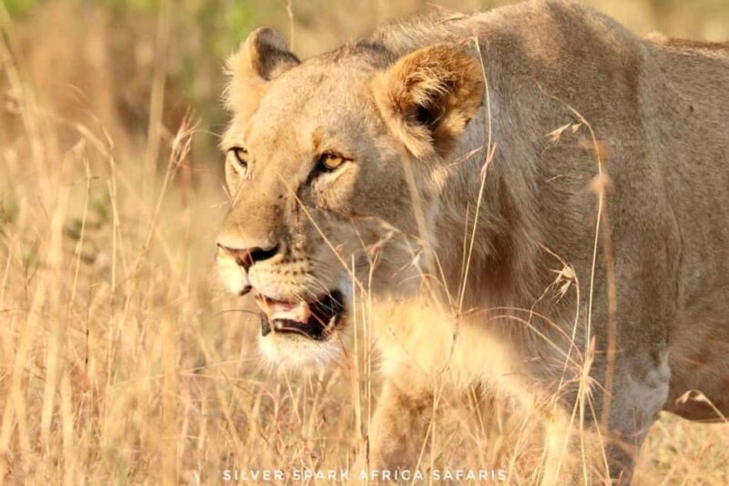 Maneater: Tsavo East Park, Amboseli Reserve, L Nakuru Park - Key Points