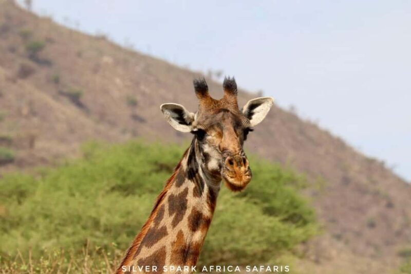Maneater: Tsavo East Park, Amboseli Reserve, L Nakuru Park - What Makes This Tour Valuable?