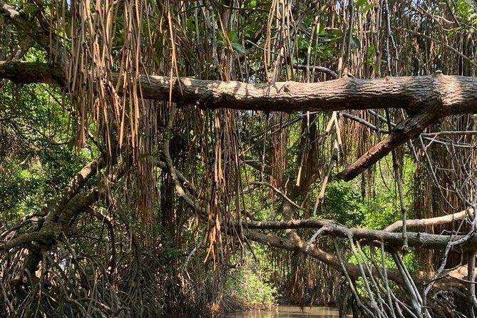 Mangrove Adventure - The Sum Up