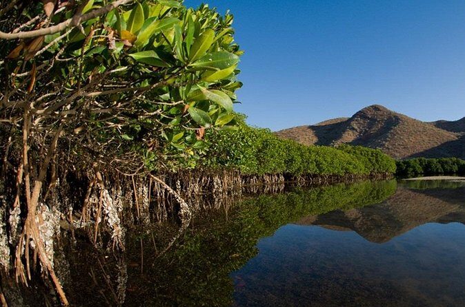 Mangrove Adventure with Snorkeling and Shellfish Tasting - FAQs: Practical Answers for Your Trip