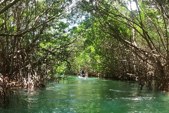 Mangrove and Lagoon Speed Boat Tour - The Sum Up: Who Should Consider This Tour?