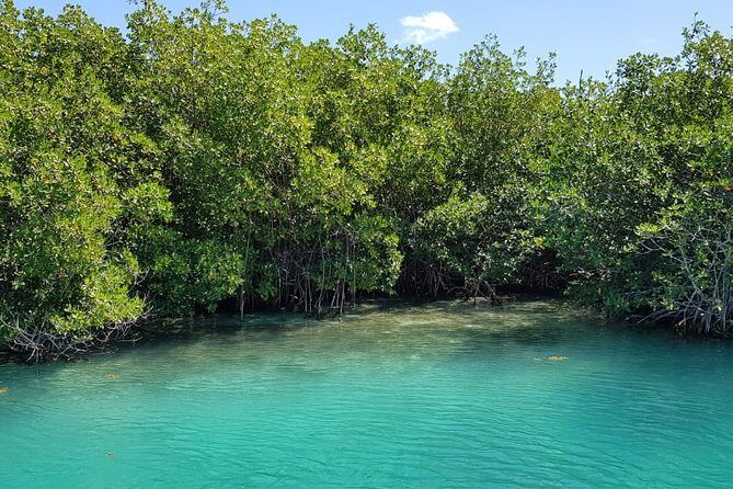 Mangrove and Lagoon Speed Boat Tour - FAQ