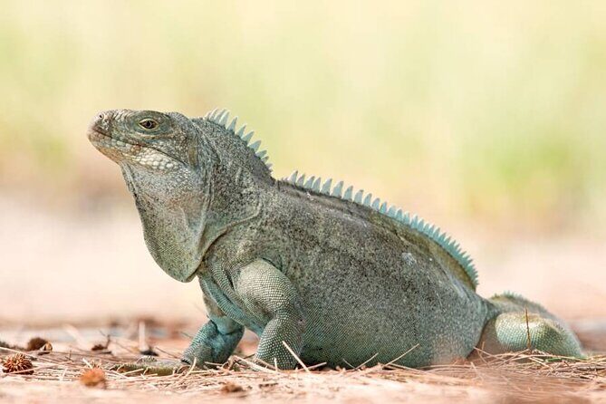 Mangrove Cay and Iguana Island Tours - What to Expect from the Itinerary
