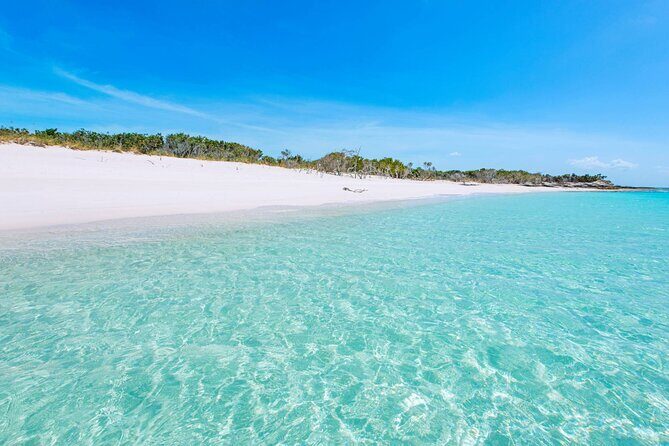 Mangrove Cay and Iguana Island Tours - What Travelers Say: Authentic Perspectives