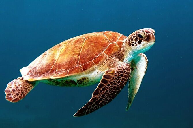 Mangrove Cay And Iguana Island Venture In Turks And Caicos Island - Key Points