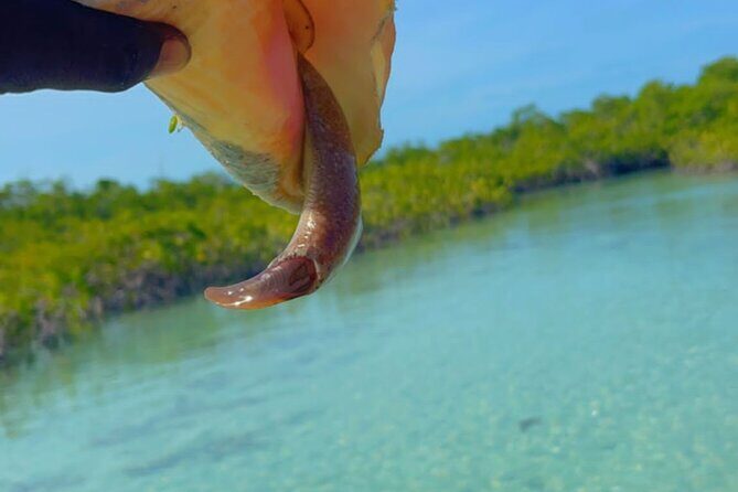 Mangrove Cay And Iguana Island Venture In Turks And Caicos Island - What’s Included and What to Expect