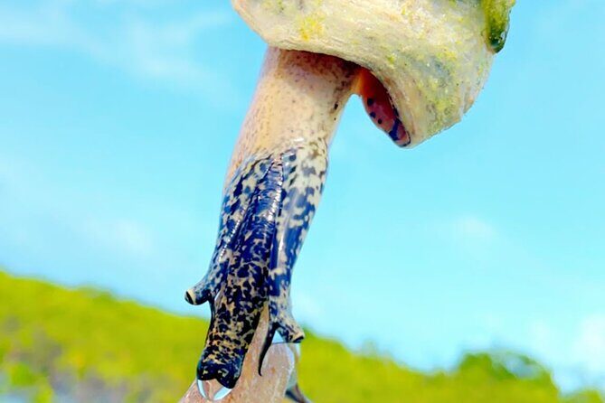 Mangrove Cay And Iguana Island Venture In Turks And Caicos Island - The Sum Up