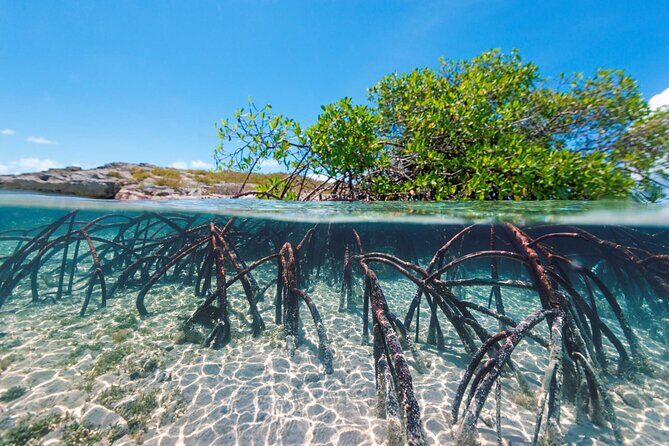 Mangrove Cay Tour - Frequently Asked Questions