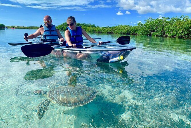 Mangrove Clear Kayak Tour - Why the Mangrove Clear Kayak Tour Is a Worthwhile Choice