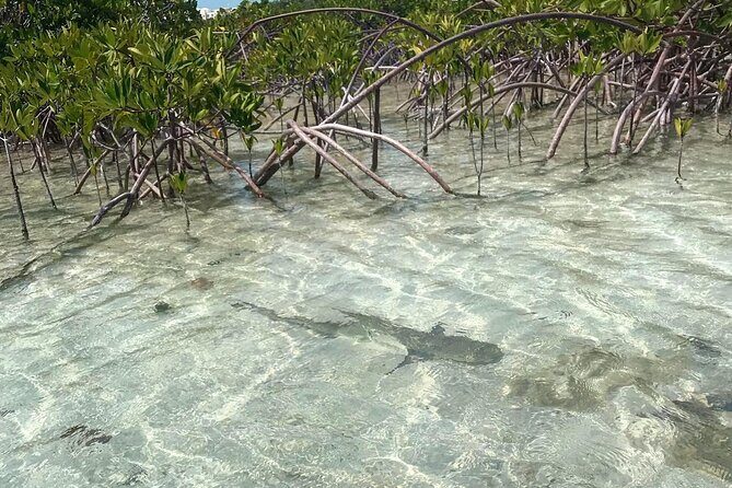 Mangrove Clear Kayak Tour - What Could Be Better?