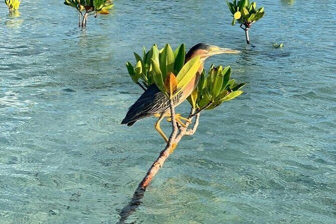 Mangrove Clear Kayak Tour - Final Thoughts