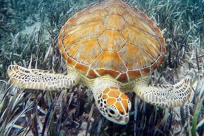 Mangrove Clear Kayak Tour - FAQs