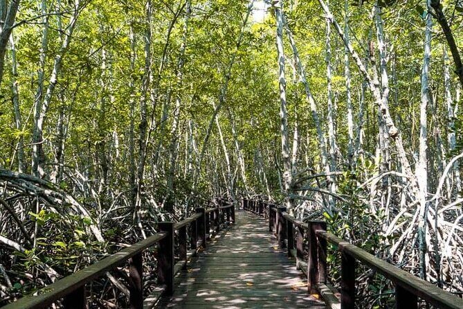 Mangrove Forest Hike and River Boat Ride with Private Guide from Hua Hin - An Introduction to the Tour