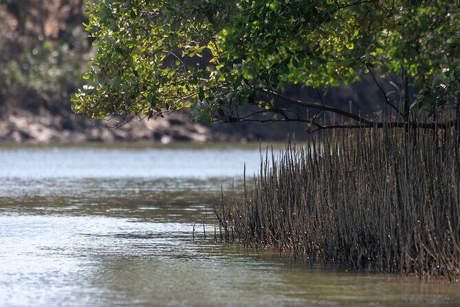 Mangrove Forest Hike and River Boat Ride with Private Guide from Hua Hin - The Sum Up: Is It Worth Your Time and Money?