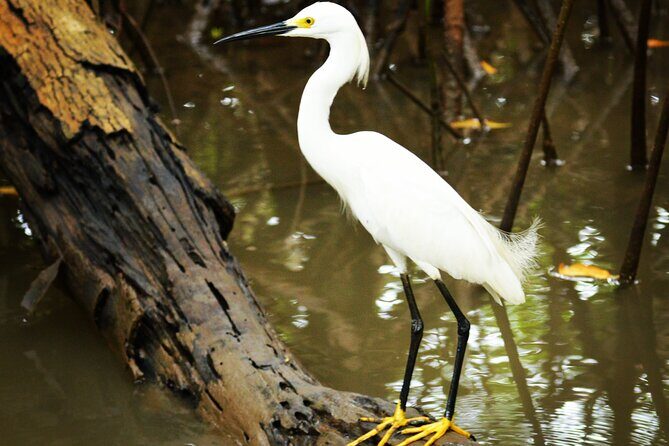 Mangrove Guided Tour - The Itinerary: What to Expect on the Tour