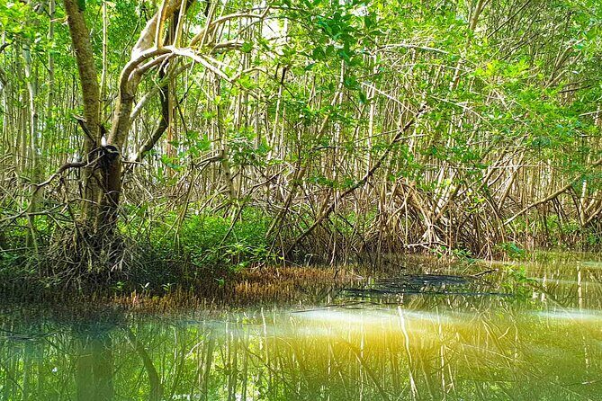 Mangrove Guided Tour - FAQ
