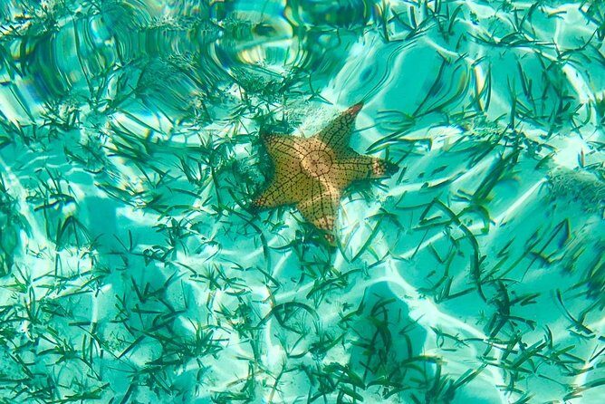 Mangrove & Iguana Clear Kayak Tour - Frequently Asked Questions