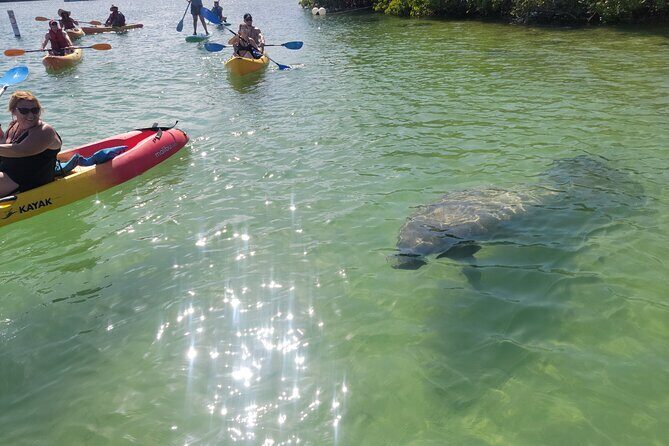 Mangrove Jungle Exploration on SUP/Kayak - Key Points