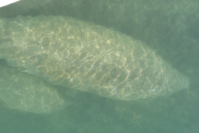 Mangrove Jungle Exploration on SUP/Kayak - Who Is This Tour Best For?