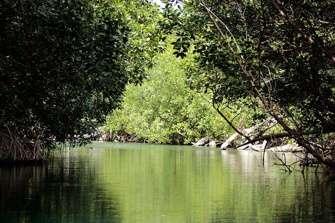 Mangrove Jungle Speedboat Tour in Nichupte Lagoon - An In-Depth Look at the Mangrove Jungle Speedboat Tour