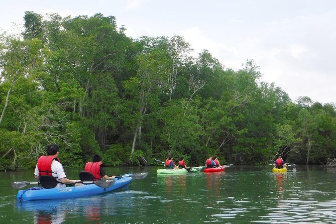 Mangrove Kayaking Adventure in Singapore - The Value of This Experience