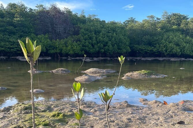 Mangrove Reforestation and Exploration around the Nusa Islands - FAQs