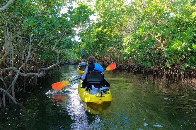 Mangrove Tunnel Kayak Adventure in Key Largo - An In-Depth Look at the Mangrove Tunnel Kayak Adventure