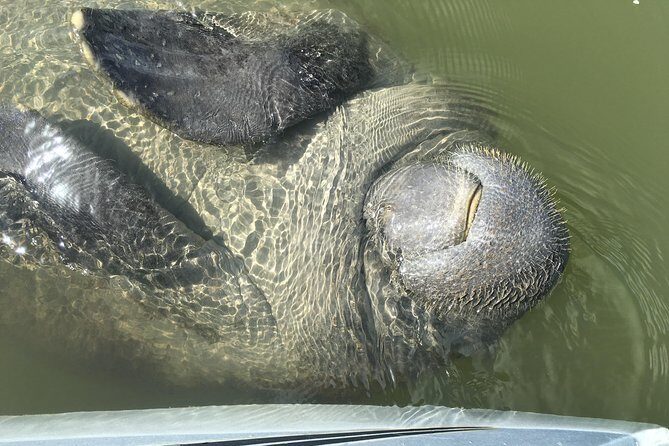 Mangrove Tunnels, Dolphins, Manatee Tour #1 Rated in Cocoa Beach - Practical Tips for Visitors