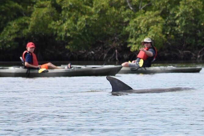 Mangrove Tunnels Kayak Tour (Photographer Included)- Marco Island - Booking and Practical Tips