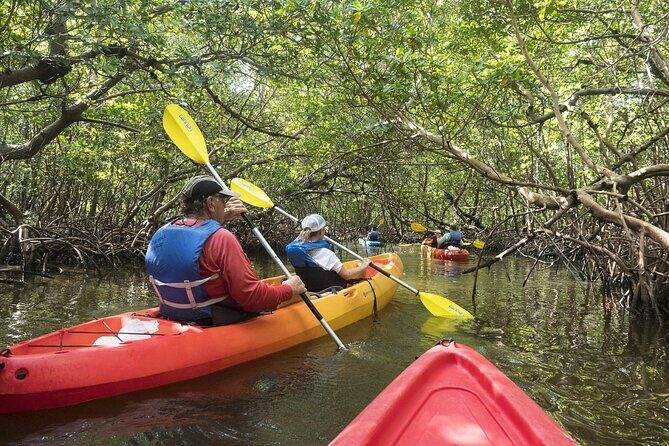 Mangrove Tunnels Kayak Tour (Photographer Included)- Marco Island - Who Will Love This Tour?