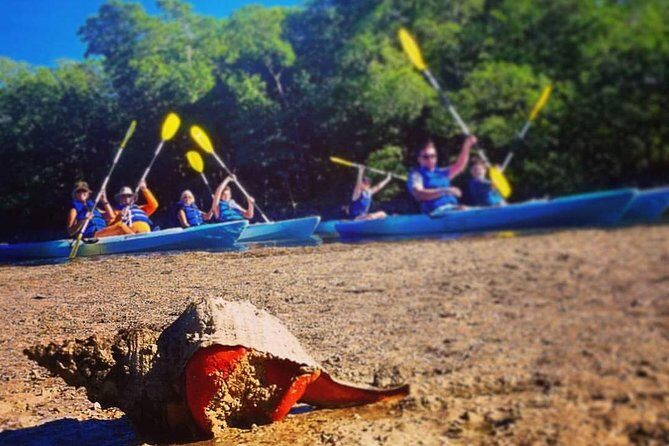 Mangrove Tunnels & Mudflats Kayak Tour - Local Biologist Guides - Who Should Consider This Tour?