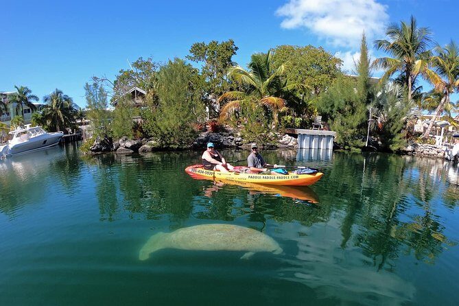 Mangroves and Manatees - Guided Kayak Eco Tour - Key Points