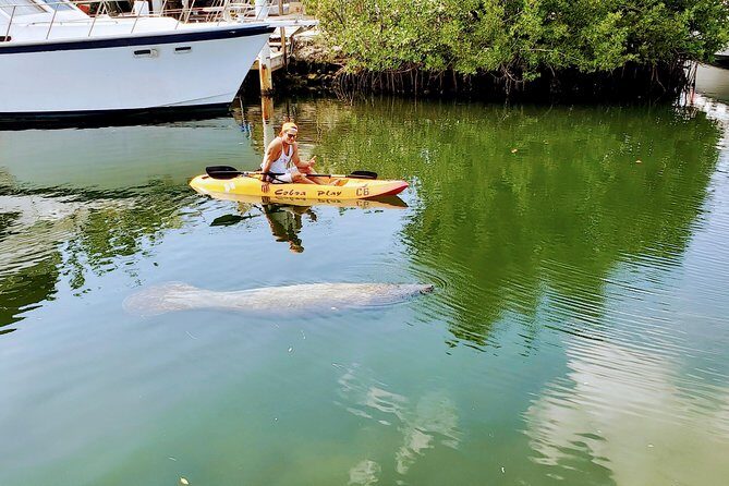 Mangroves and Manatees - Guided Kayak Eco Tour - The Itinerary Breakdown