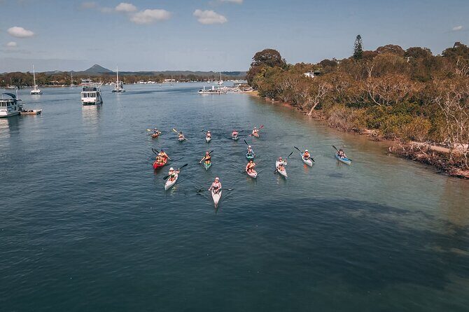Mangroves and Mansions Guided Kayak Tour on the Noosa River - A Deep Dive into the Tour Experience