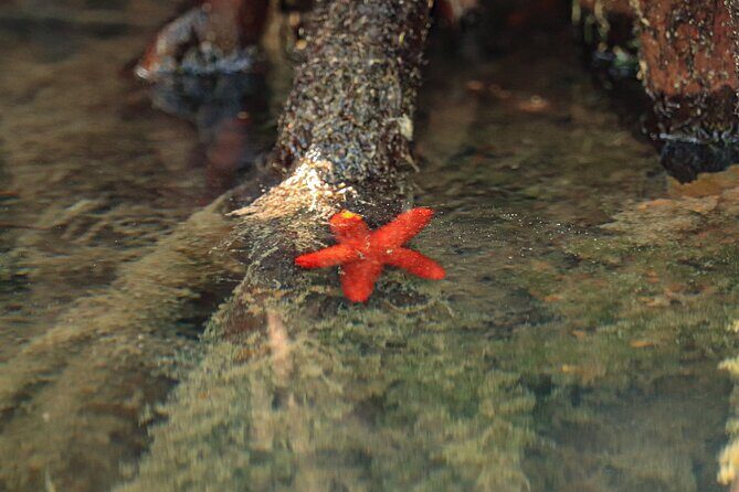 Mangroves Kayaking Tour from Cancun - Who Should Consider This Tour?