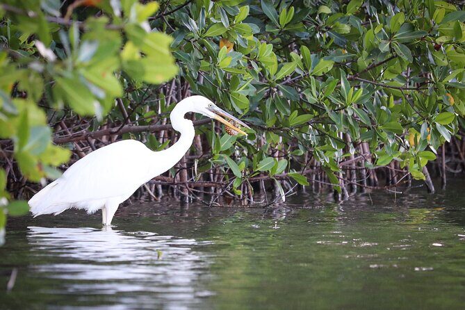 Mangroves Kayaking Tour from Cancun - Practical Tips