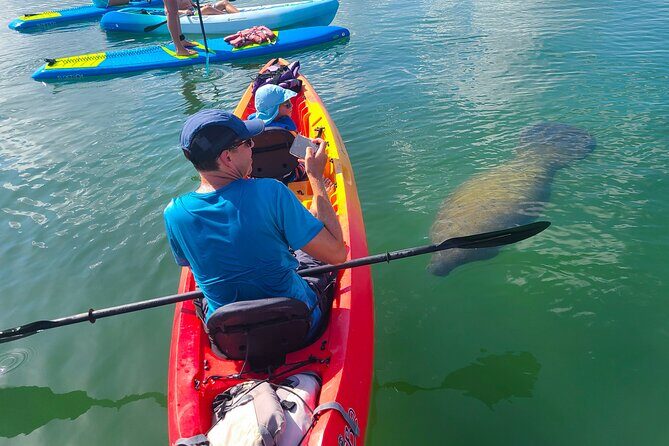 Mangroves, Manatees, and a Hidden Beach: Kayak Tour - A Detailed Look at the Sarasota Kayak Tour Experience