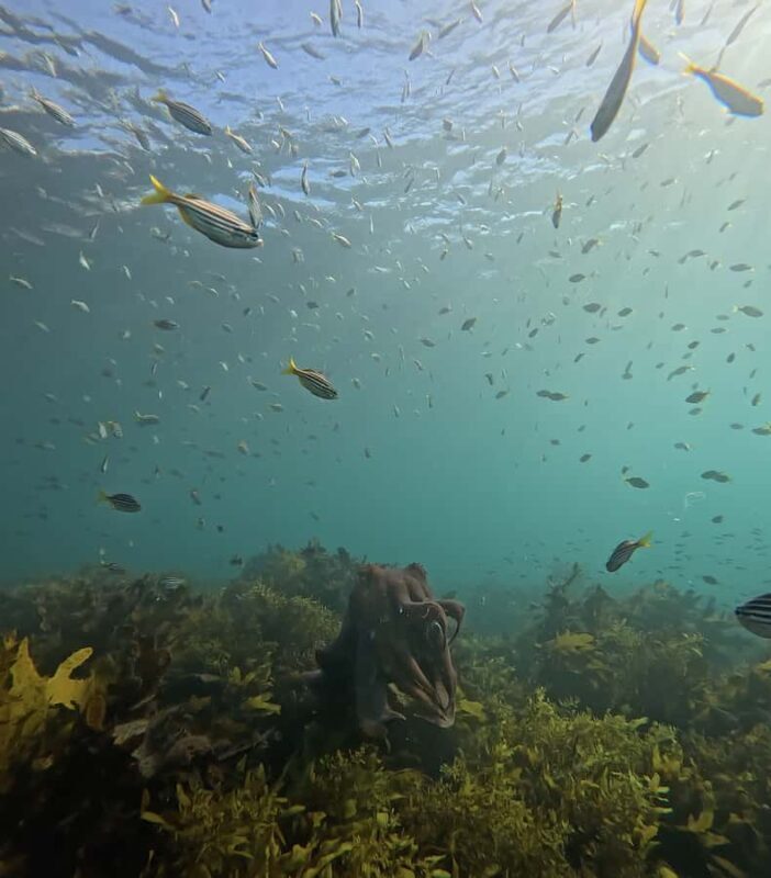 Manly Beach Guided Snorkeling Tours - The Sum Up