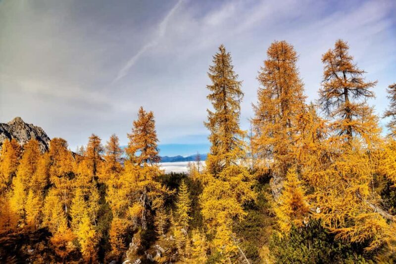Manning Park: The Quest for the Golden Larch Tree - Key Points
