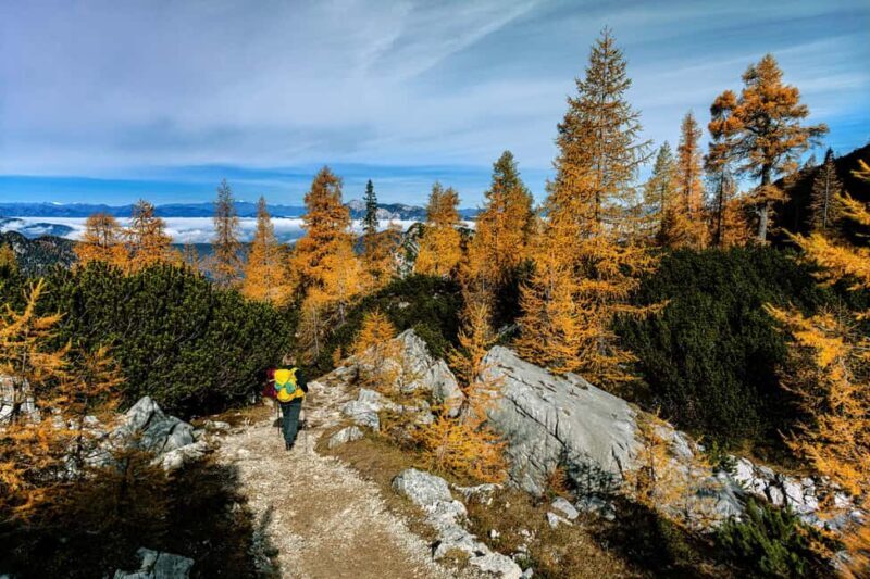 Manning Park: The Quest for the Golden Larch Tree - An In-Depth Look at the Manning Park Golden Larch Tour