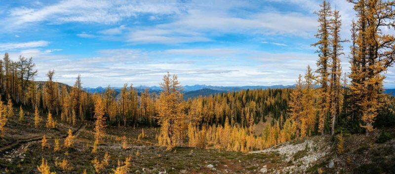 Manning Park: The Quest for the Golden Larch Tree - Final Thoughts