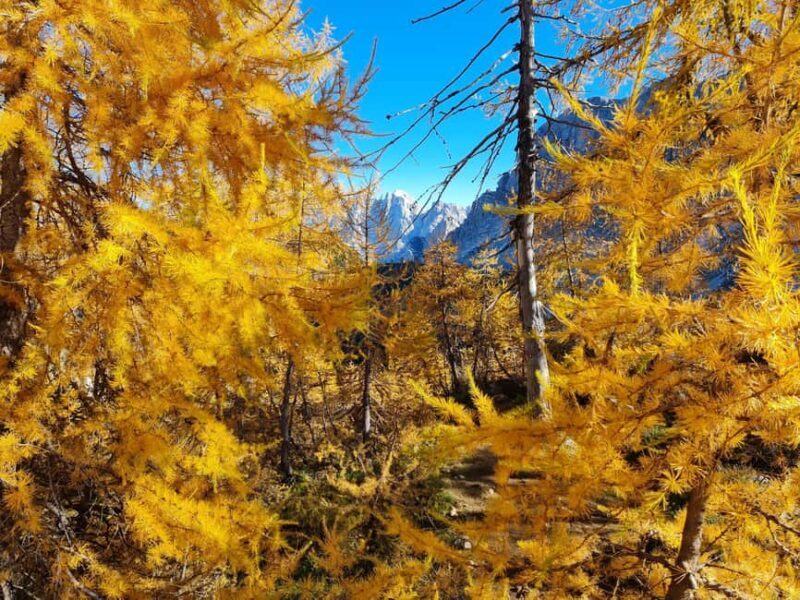 Manning Park: The Quest for the Golden Larch Tree - FAQ
