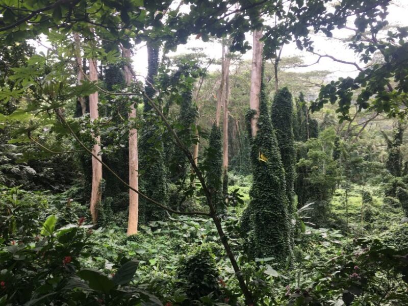 Manoa Falls eBike to Hike - Key Points